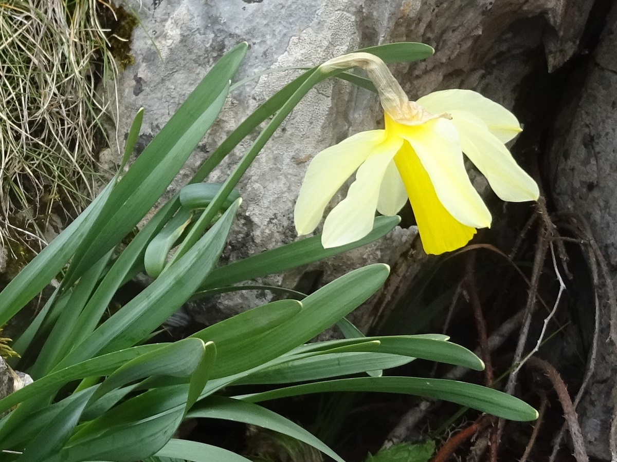 Narcissus bicolor (Amaryllidaceae)
